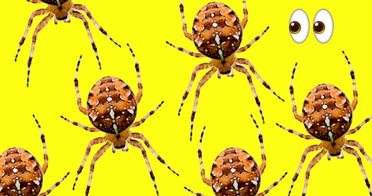 Spiders Seem To Be Getting More >> Seeing More Spiders Than Usual Study Suggests They Are No Longer Spiders Seem To Be Getting More >> Seeing More Spiders Than Usual Study Suggests They Are No Longer