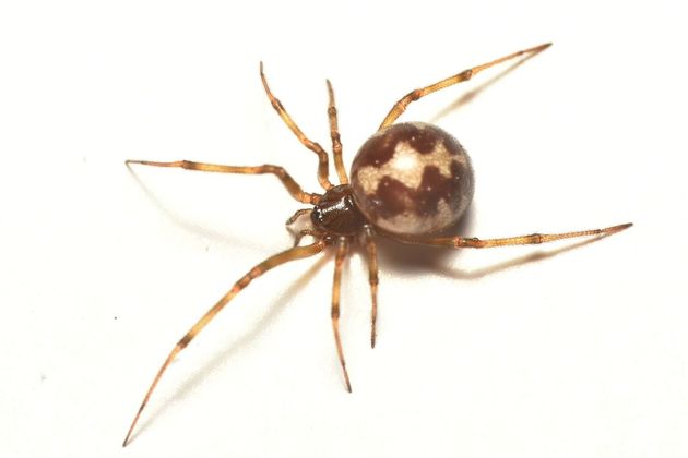 Steatoda triangulosa.