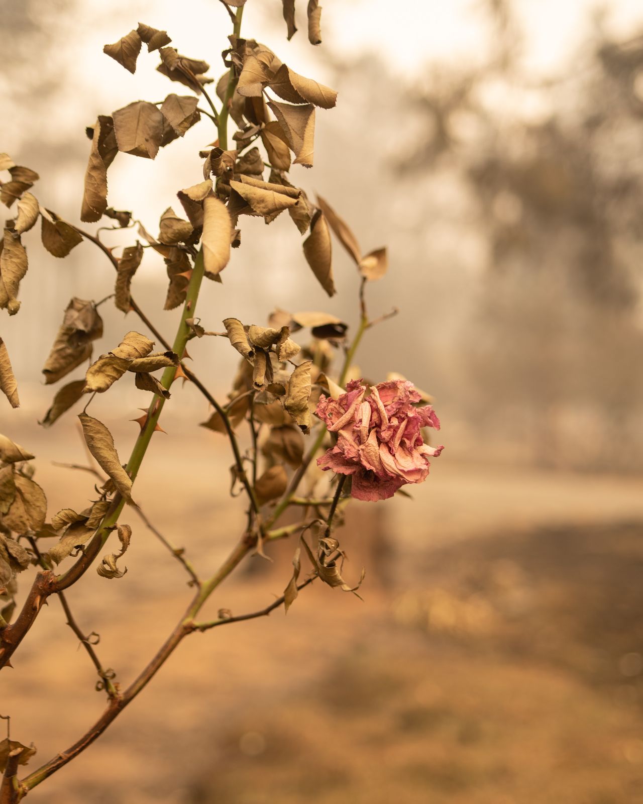 A rose bush burned by the Camp fire.