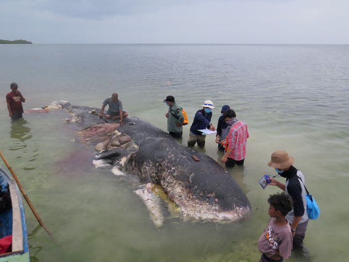 A dead sperm whale with pounds of plastic garbage in its belly in Wakatobi, Indonesia, on Nov. 19.