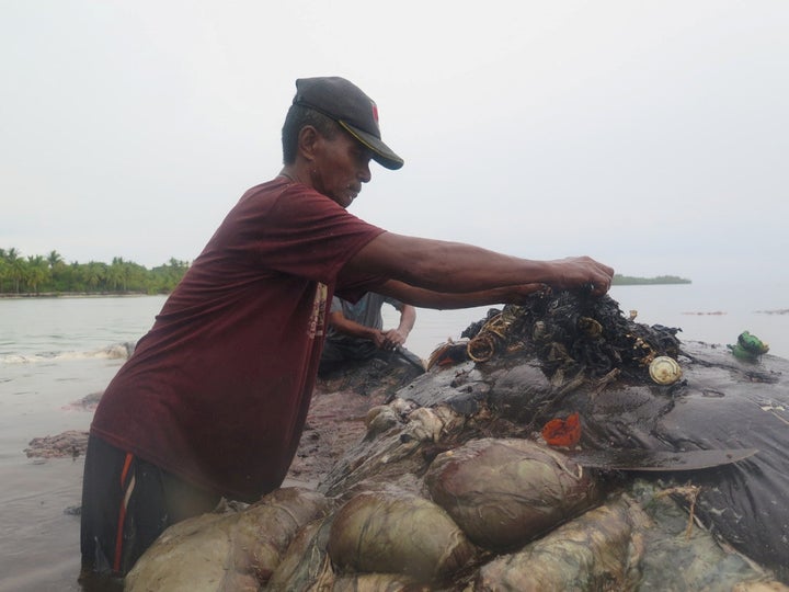 Among the more than 1,000 plastic items found in the whale's belly were 115 drinking cups, four plastic bottles, 25 plastic bags, two flip-flops and a nylon sack.