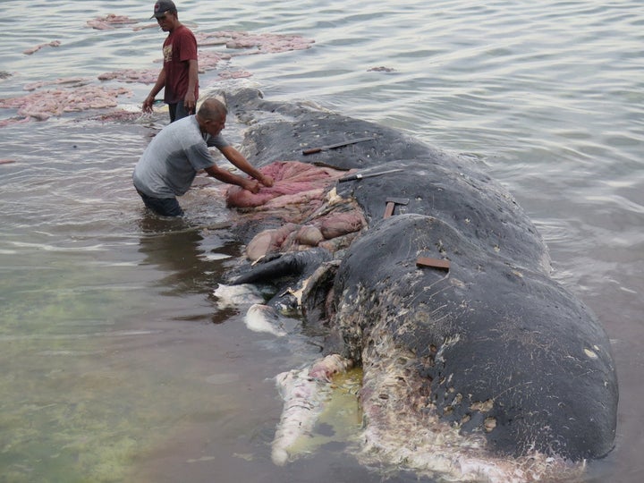 People collect plastic trash from the whale.