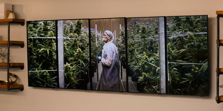 Photographs of marijuana plants on the wall of a Pennsylvania medical marijuana dispensary. A Philadelphia-based doctor and c