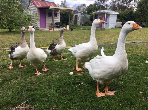 Geese Turn Australian Woman's Farm Fairy Tale Into A Living Nightmare ...