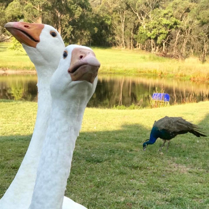 “Don’t be fooled by their cute little beady eyes,” Du Preez wrote. “They stare deep into your soul an