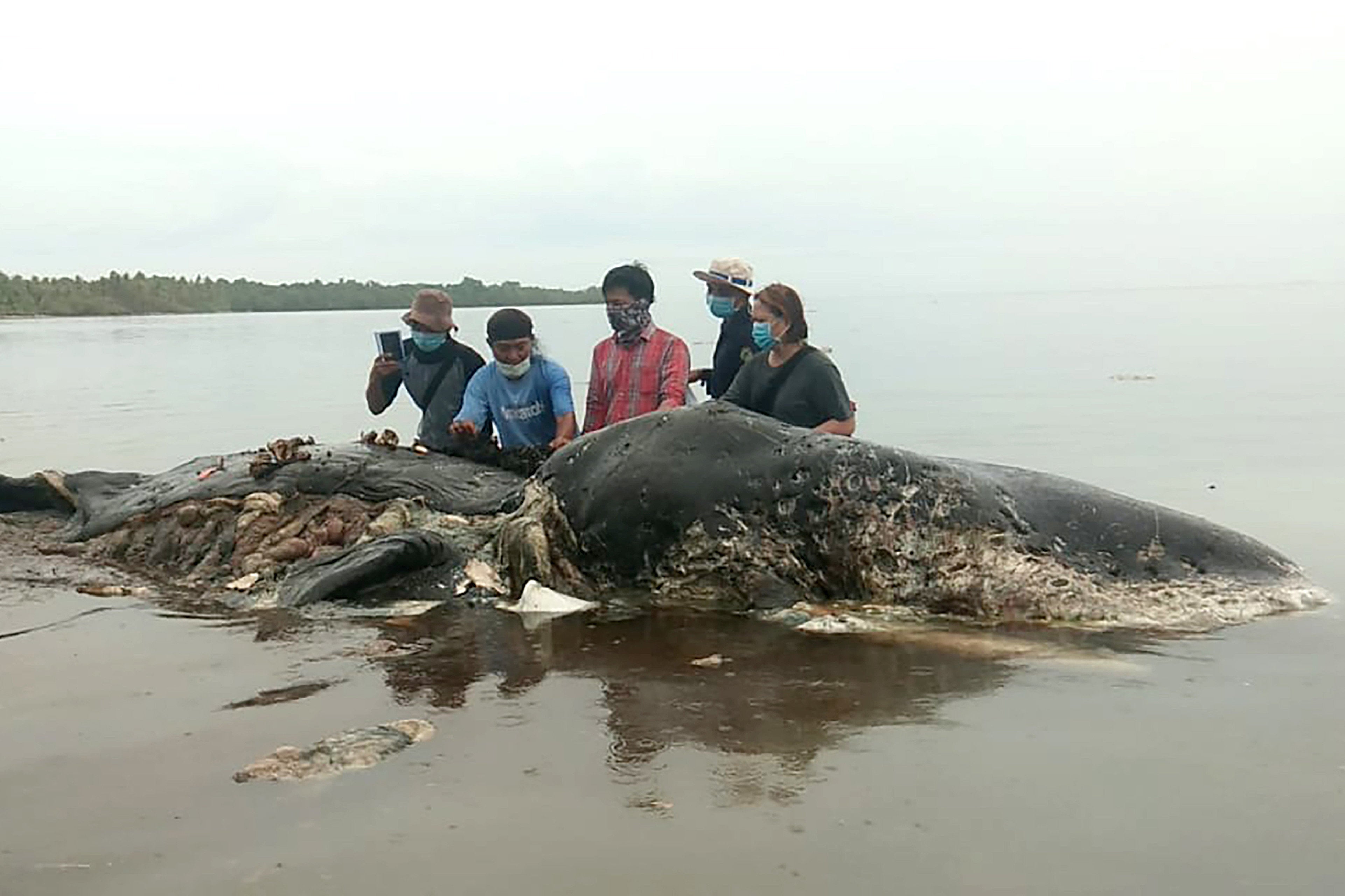 Asia Minute: 13 Pounds of Plastic in Whale's Stomach off Indonesia Asia Minute: 13 Pounds of Plastic in Whale's Stomach off Indonesia