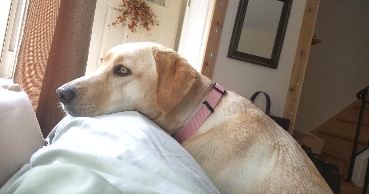 Lost Lab Dogs Family Reunited With Missing Labrador Just In Time For Thanksgiving ...