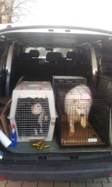So eingepfercht fand die Polizei die Hunde vor.