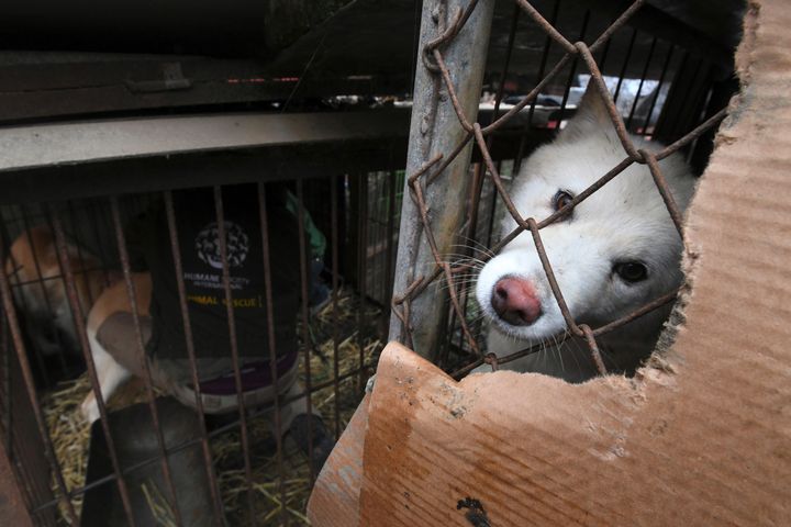 In this picture taken Nov. 28, 2017, a dog looks out from a cage at a dog farm during a rescue event, involving the closure of the farm organized by the Humane Society International (HSI) in Namyangju on the outskirts of Seoul. 