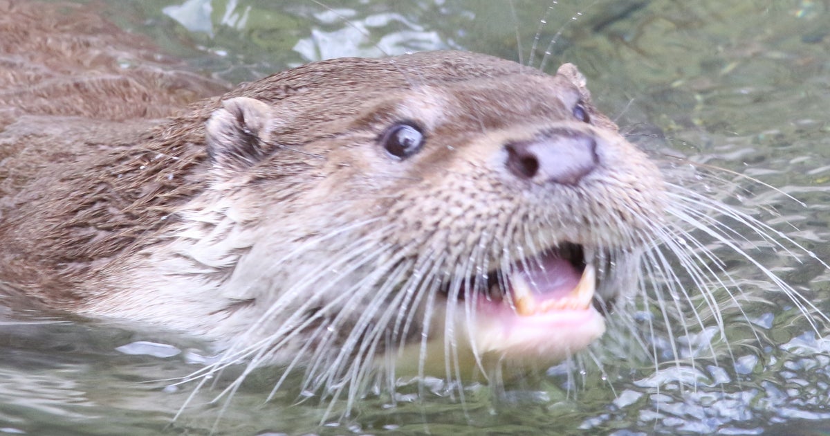 Otter On The Lam After Scarfing 7 Prized Koi Fish From Pond At Formal ...