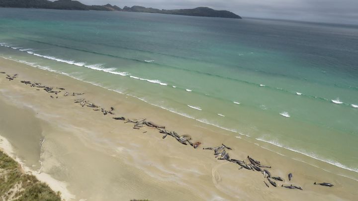 Almost half of the whales were already dead by the time they were discovered.