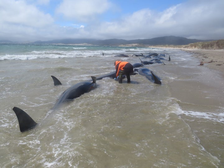 Officials made the decision to euthanize the remaining whales.