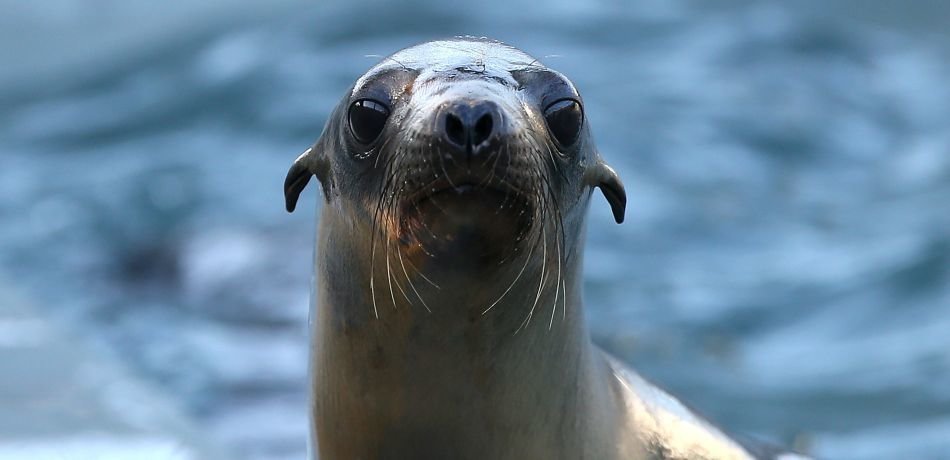 U.S. Probes Shooting Deaths Of 6 Sea Lions Off Washington Coast | HuffPost