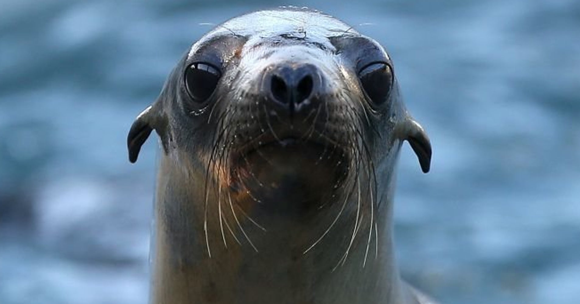 U.S. Probes Shooting Deaths Of 6 Sea Lions Off Washington Coast | HuffPost1906 x 1000