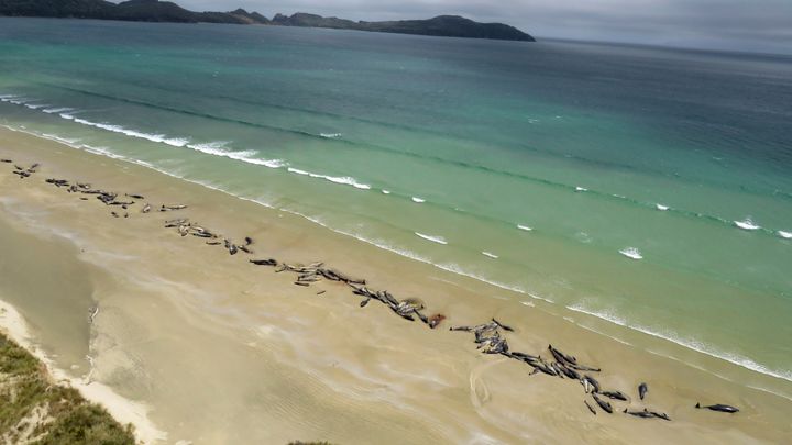 A hiker discovered the whales on Stewart Island