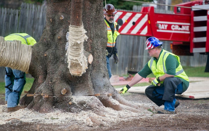 Erik Pauze (right) watches the cutting down of the 2017 tree.