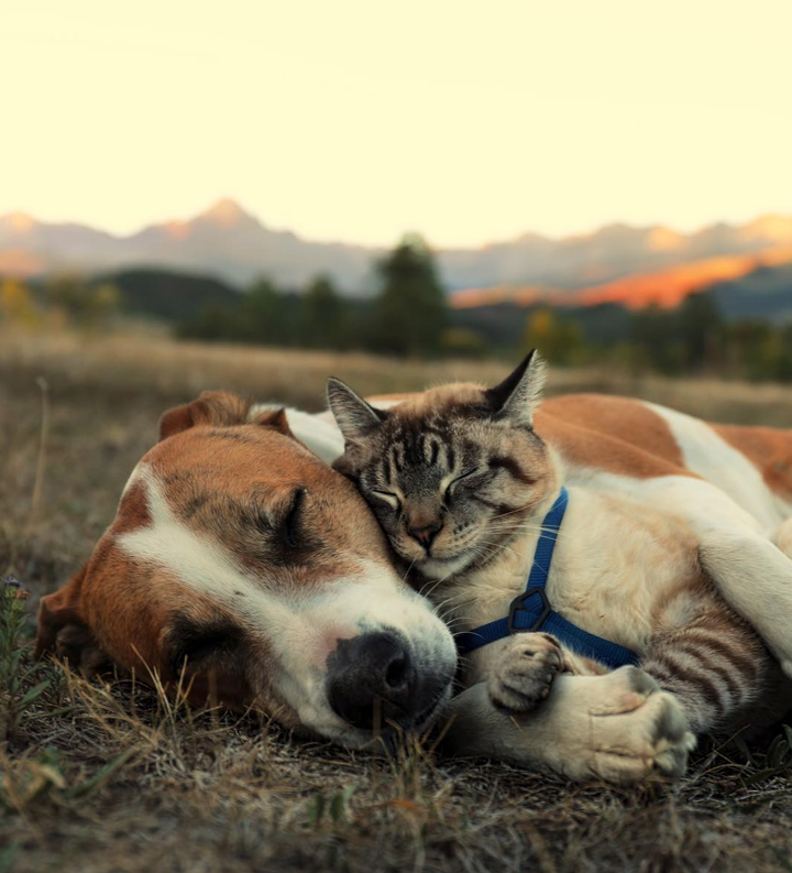 Henry and Baloo are the best travel buddies. 