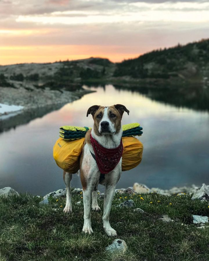 Henry looking majestic in Wyoming.
