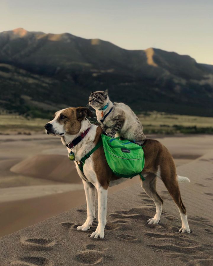 The couple adopted Henry from Rocky Mountain Puppy Rescue in 2014 when he was 3 months old. In 2017, they adopted Baloo from Evergreen Cat Sanctuary when he was less than 3 months old.