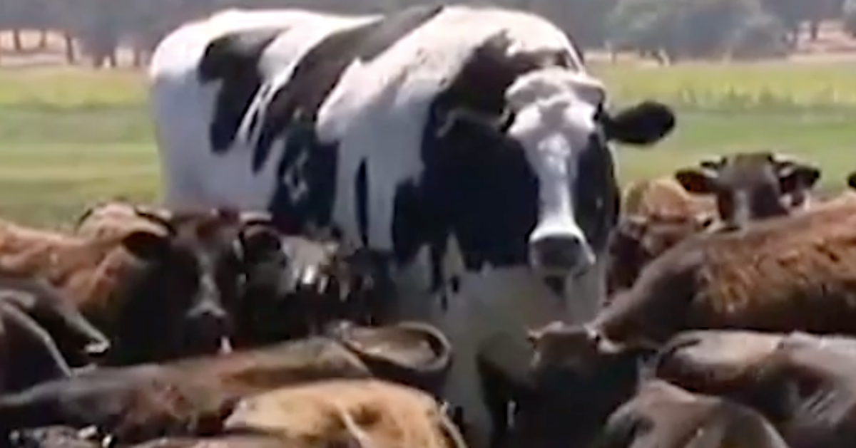 Knickers The Giant Steer Has The Saying, 'Holy Cow