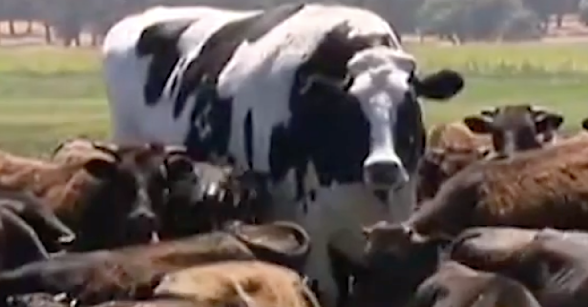 Knickers The Giant Steer Has The Saying, 'Holy Cow!' HuffPost