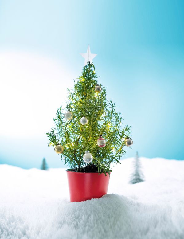 Waitrose Launches Rosemary Christmas Tree Which You Can Eat | HuffPost UK