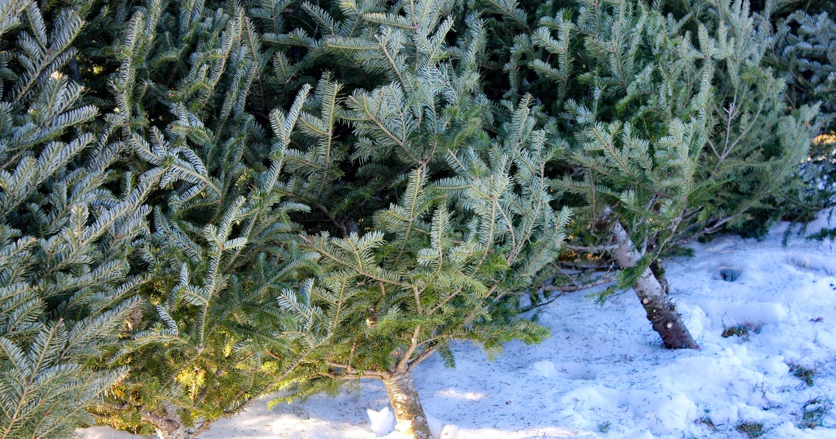 Where To Buy A Real Christmas Tree For Less Than £10, According To