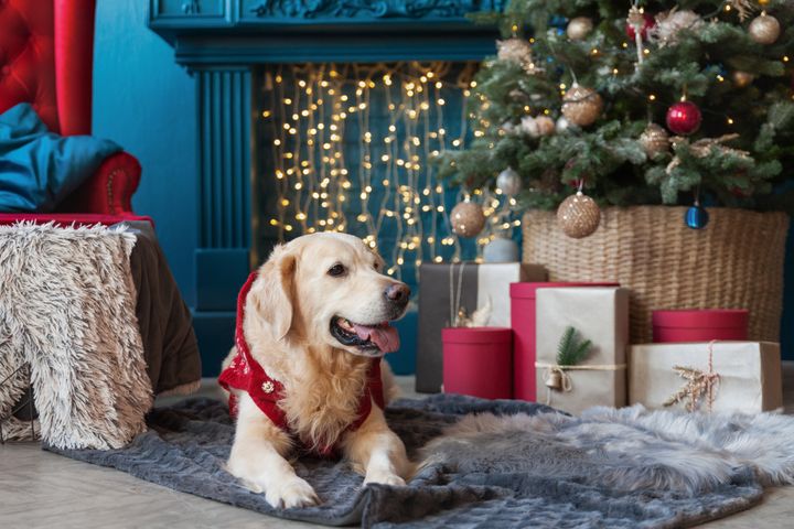 Golden retriever dog near Cristmas Tree, presents and lights in hotel or home living room with fireplace and classic chair. Interior with Pantone 2019 tends colours Valiant Poppy and Nebulas Blue.