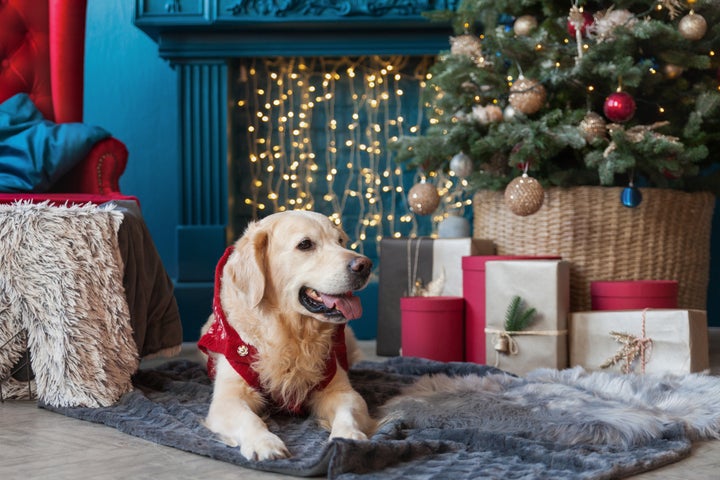 Gifts for Dogs: New Toys and Comfy Bed - Baby to Boomer Lifestyle