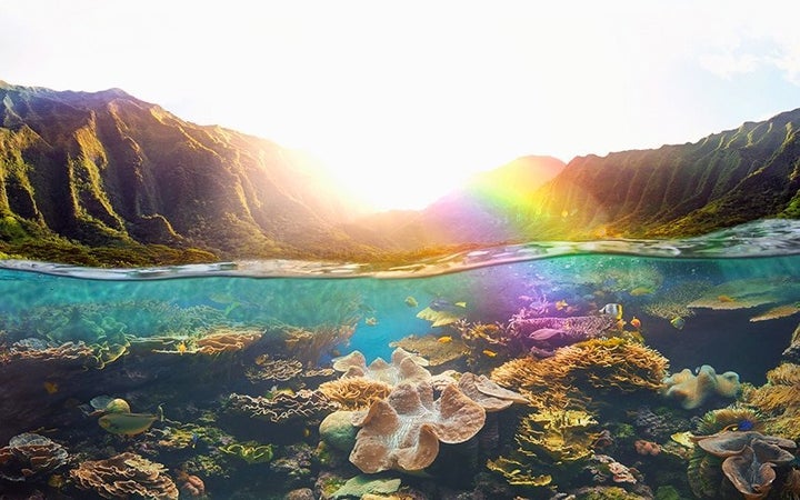 Coral reefs are sensitive ecosystems that provide habitat for more than 25 percent of marine species and are vital to coastal