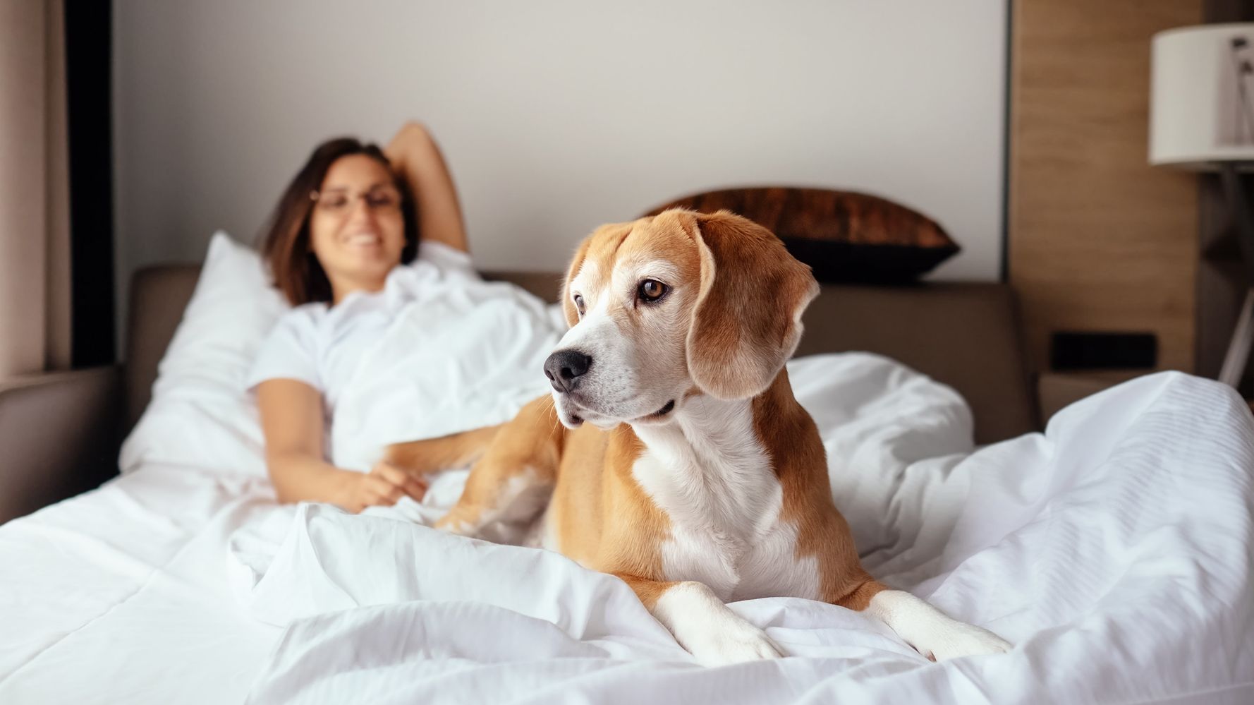 Women Sleep Better With Dogs Than With Human Partners, Study Says |  HuffPost Life