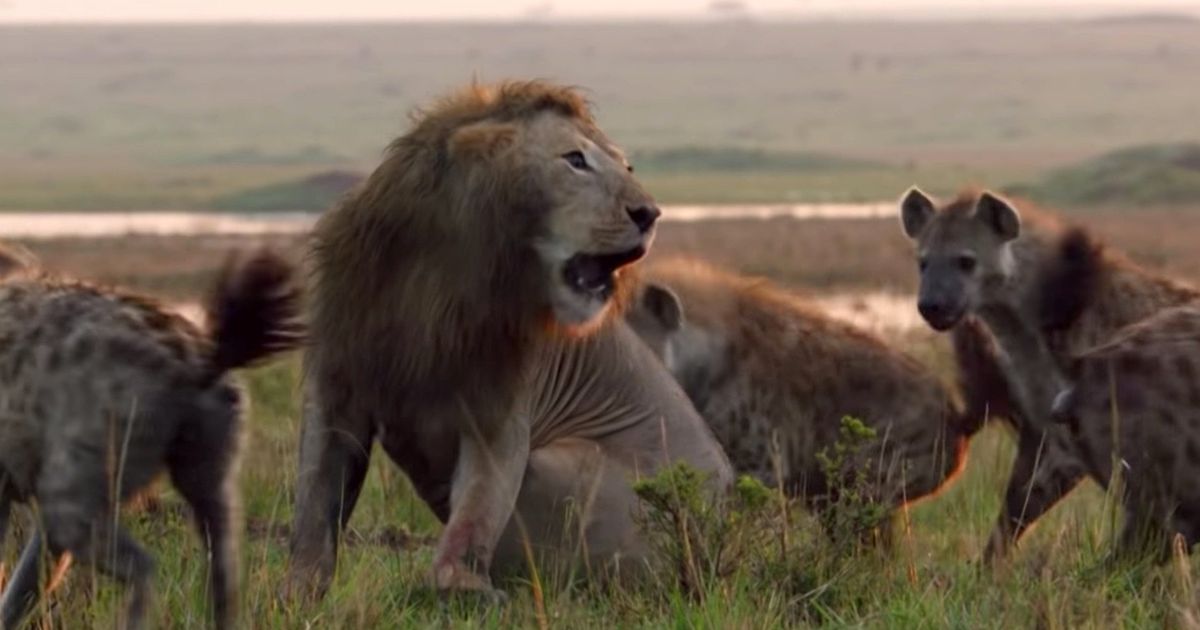 Lion's Battle With More Than 20 Hyenas Is This Year's Most Gripping ...