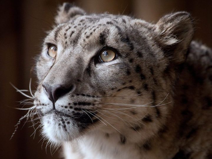 A snow leopard was killed during an escape attempt at Dudley Zoo (file photo).