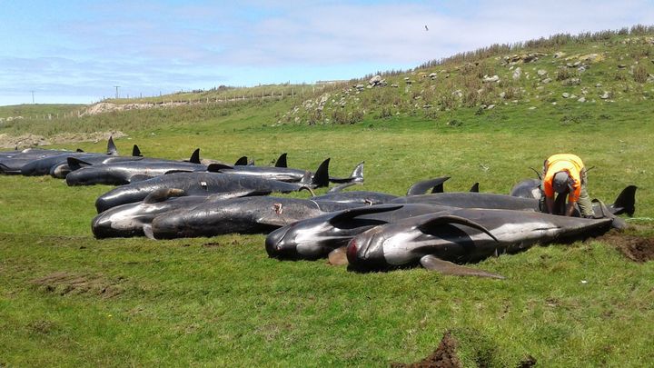 Dead pilot whales are attended to by government workers in northern New Zealand on Friday.