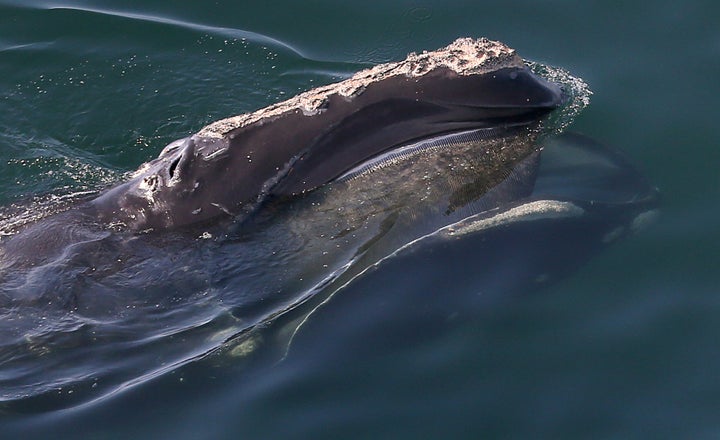 A North Atlantic right whale near Cape Cod.