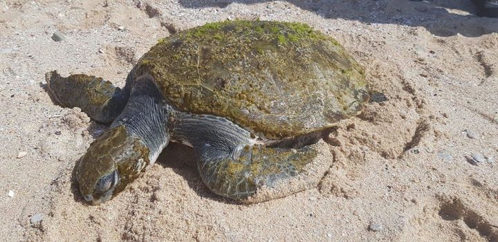 The sea turtle was found on a beach in Struisbaai, South Africa, on Nov. 18. 