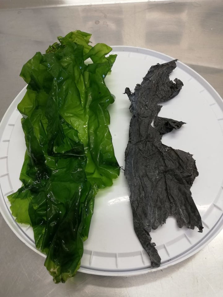 The plastic bag that the sea turtle swallowed (right) resembles the sea plants that are central to its diet (left).