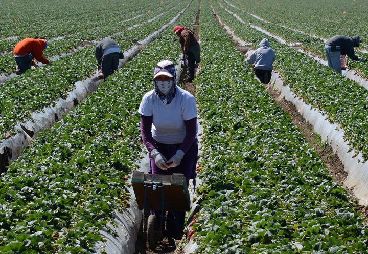 Many immigrants in the United States work under conditions of debt bondage in agriculture. This form of labor trafficking, ad