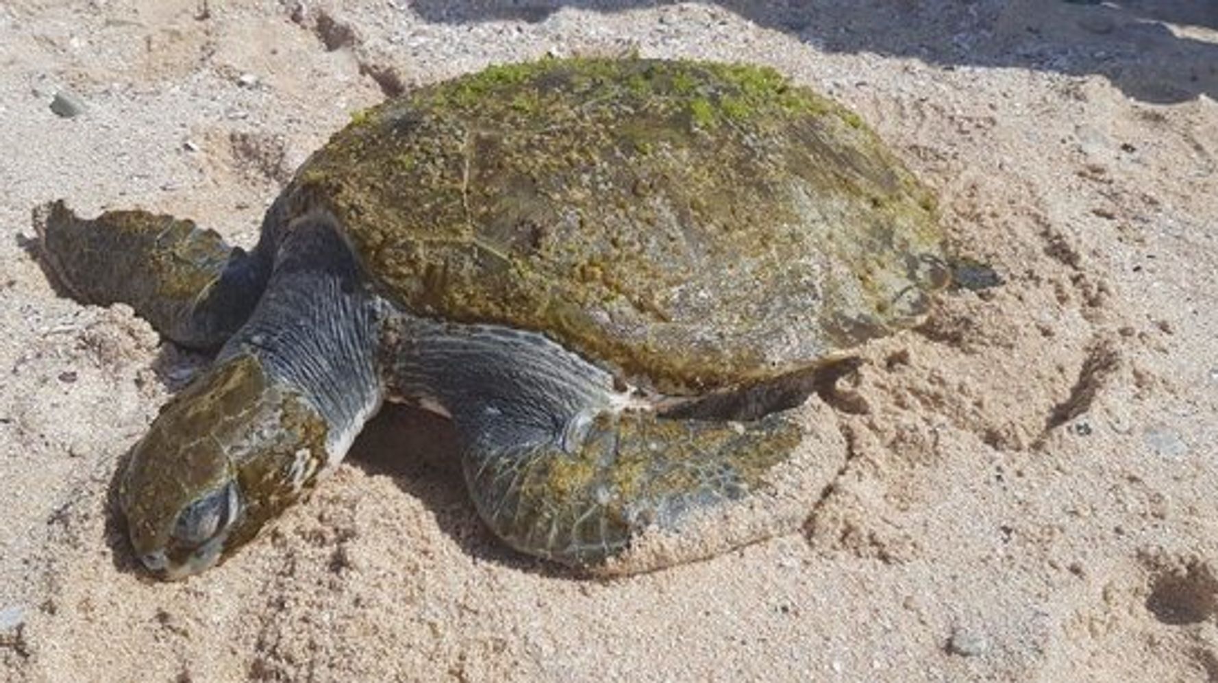 Plastic Bag Removed From Sea Turtle’s Throat In Troubling Video