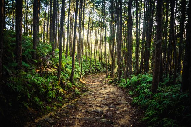 Hiking in Wakayama, Japan.