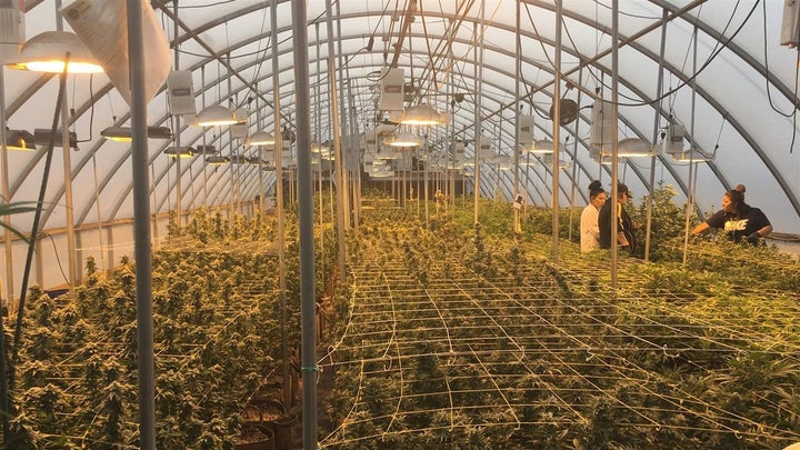 Workers tend to marijuana plants in a greenhouse at Nature’s Herbs and Wellness Center, a dispensary in Garden City, Colorado. Marijuana has become the biggest employer in town. 