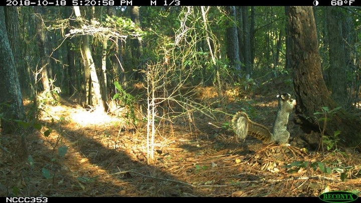 A lovely squirrel, but not 2 feet tall.