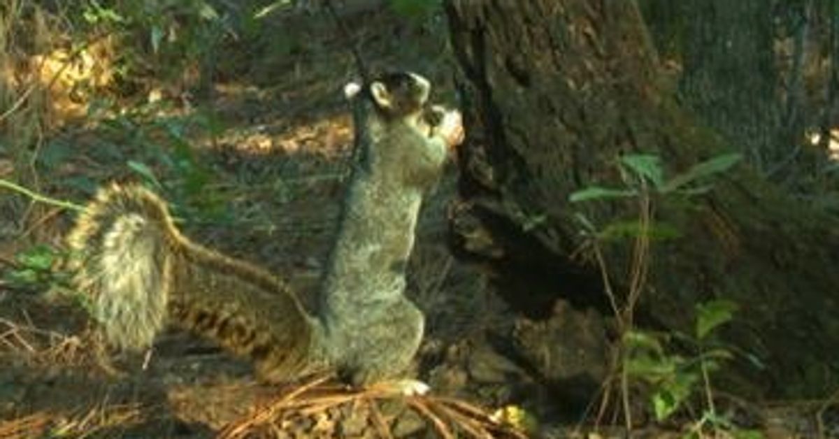 We Regret To Inform You The '2-Foot Tall' Squirrel Is Not Actually That