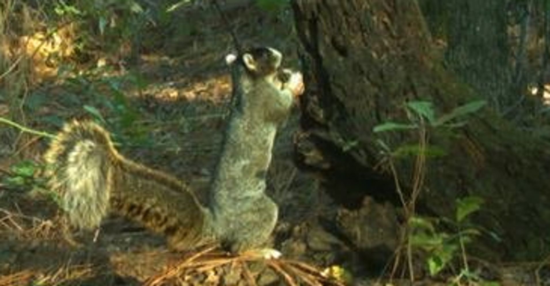 We Regret To Inform You The '2-Foot Tall' Squirrel Is Not Actually That