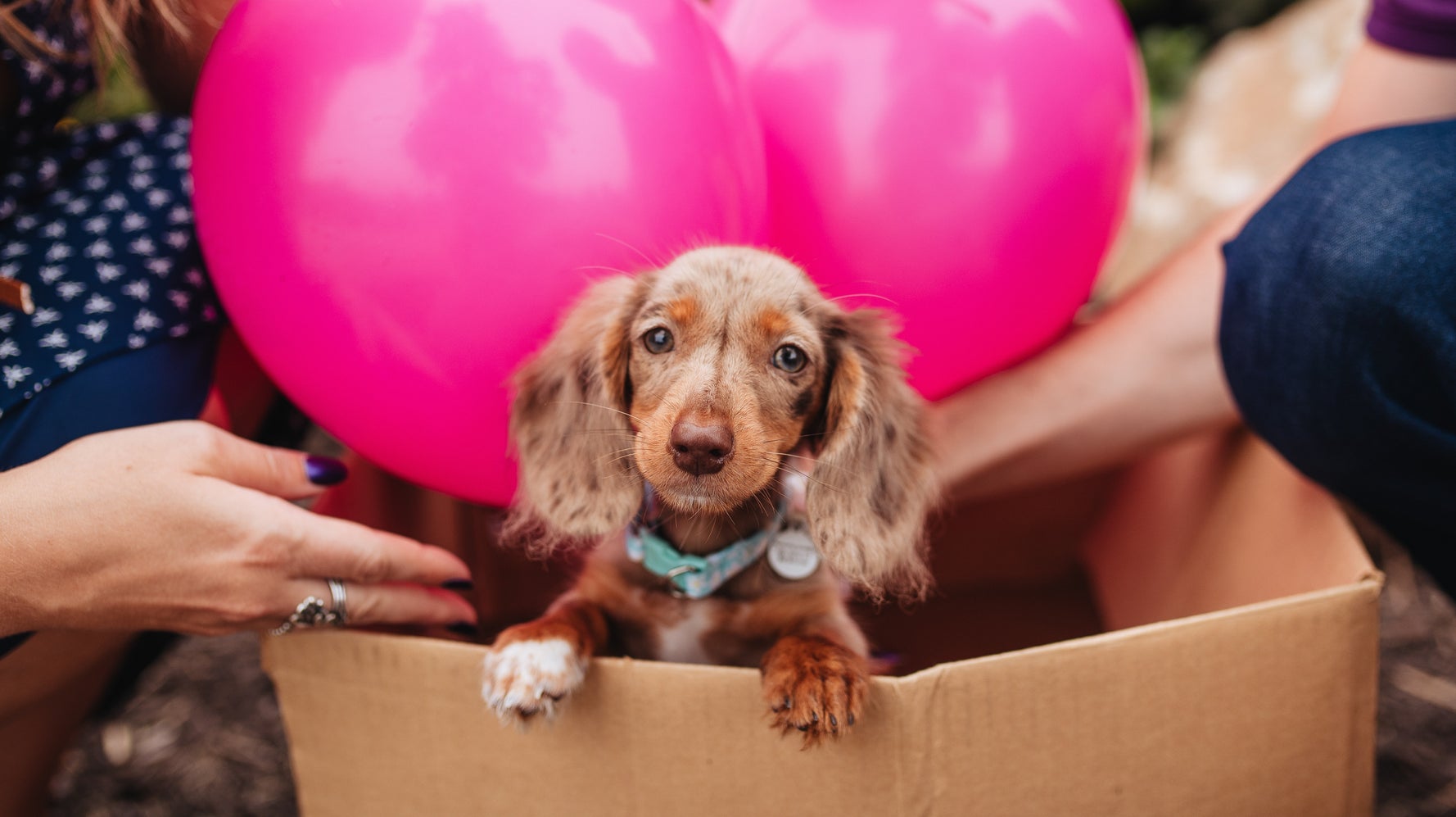 15 Dog Reveals That Are Cuter Than Gender Reveal Parties HuffPost Life 15 Dog Reveals That Are Cuter Than Gender Reveal Parties HuffPost Life