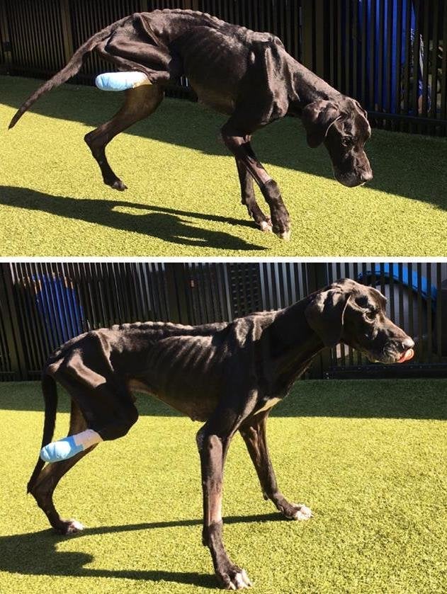 Skinny great hot sale dane