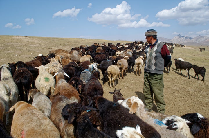 Kachkynovna’s husband, Talant Egimbaev Asankanovich, grazing his 1,000 goats.