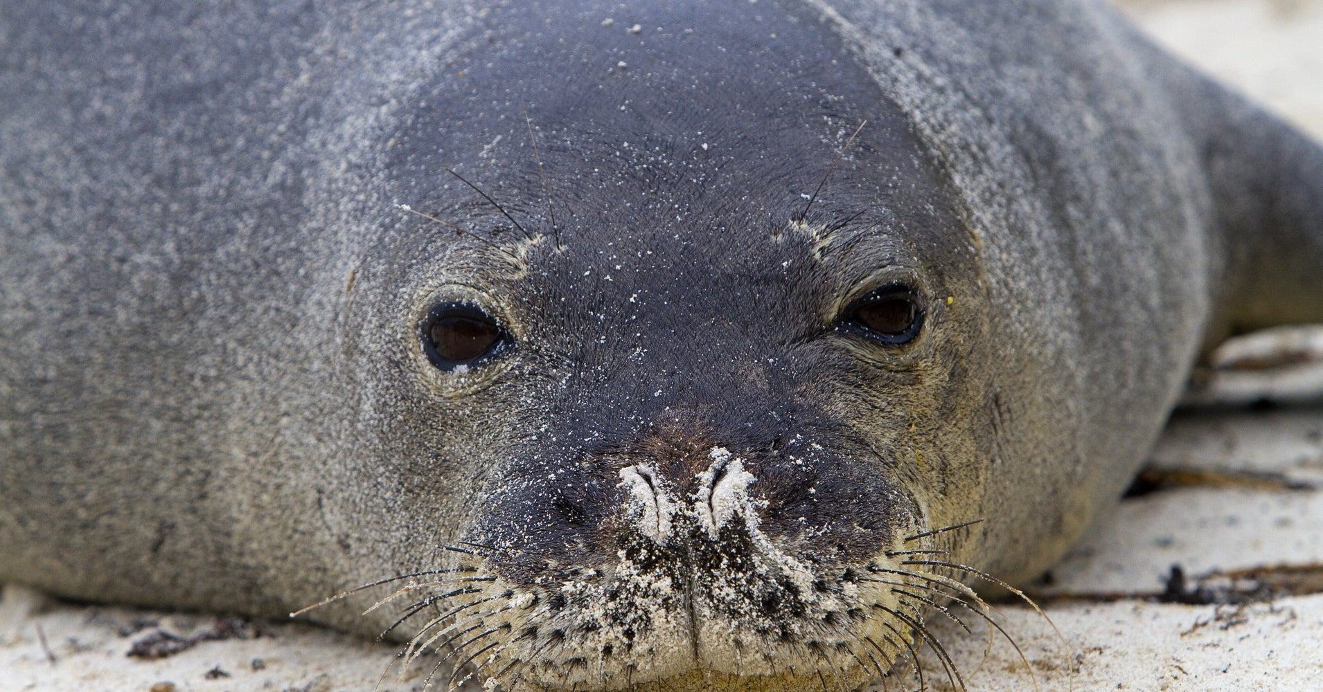 Hawaiian Monk Seal Gets Eel Stuck Up Its Nose | HuffPost