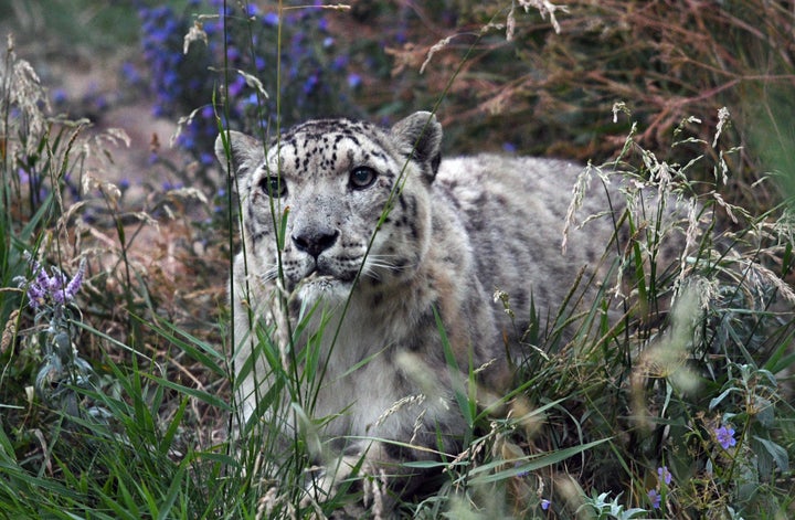 A snow leopard near Issyk-Kul in Kyrgyzstan. The northern Tian Shan is a biodiversity hotspot, home to dozens of threate