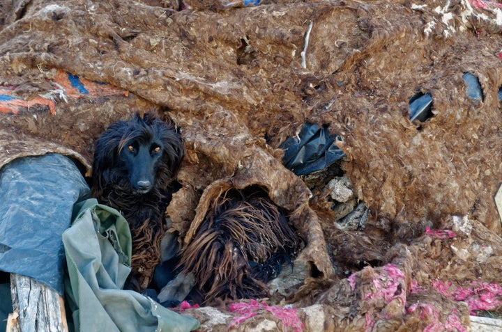 A taigan hound, traditionally used in hunting, near Song Kol.